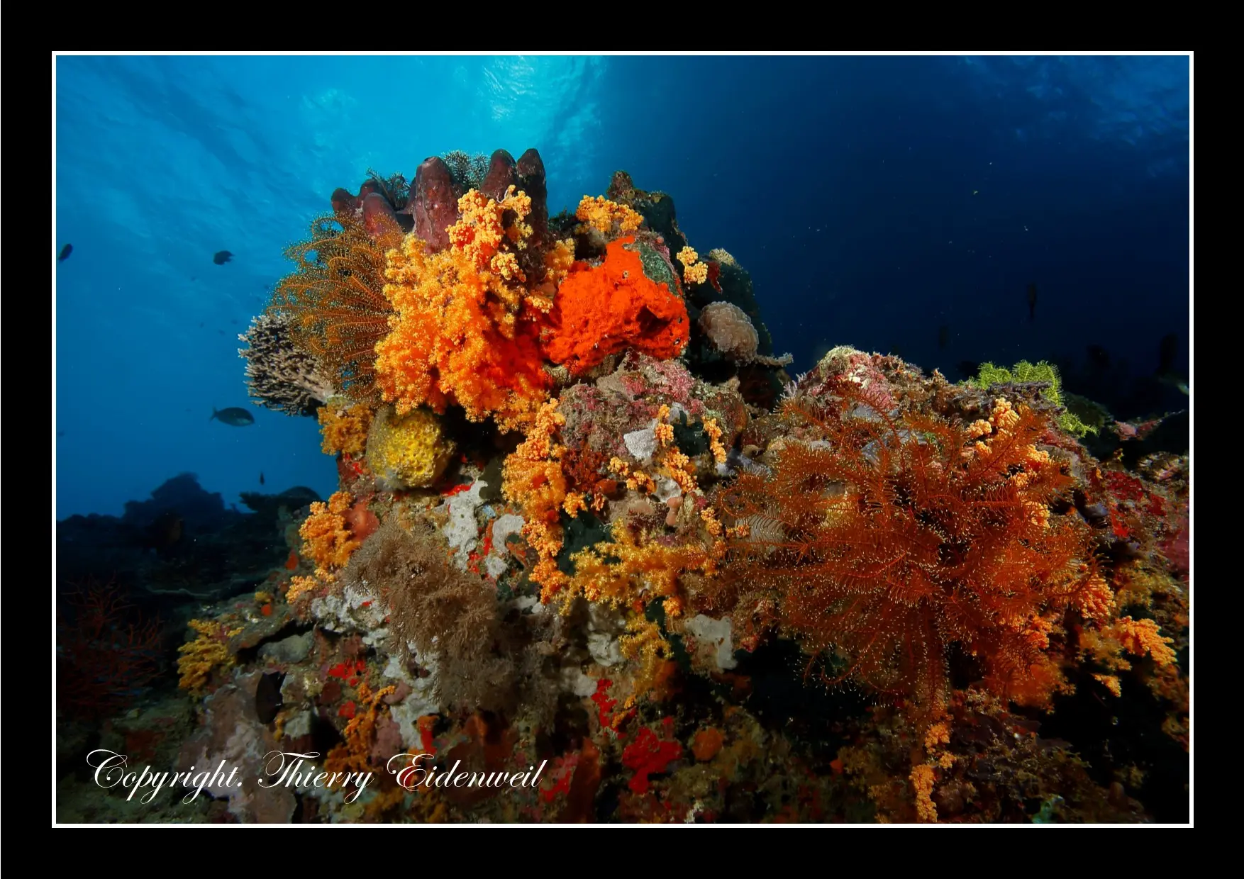 Anilao Macro Dive Media Highlight
